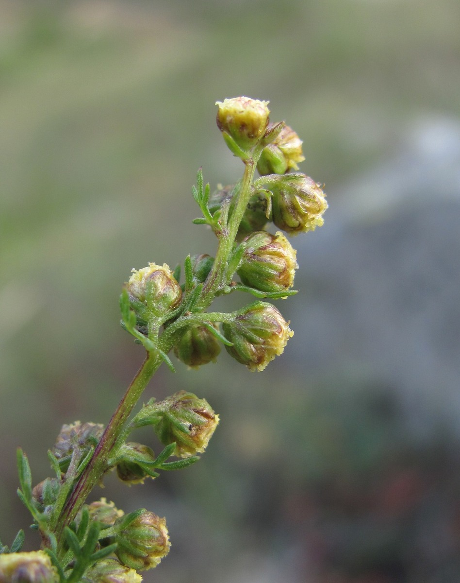 Изображение особи Artemisia chamaemelifolia.