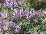 Astragalus suffruticosus