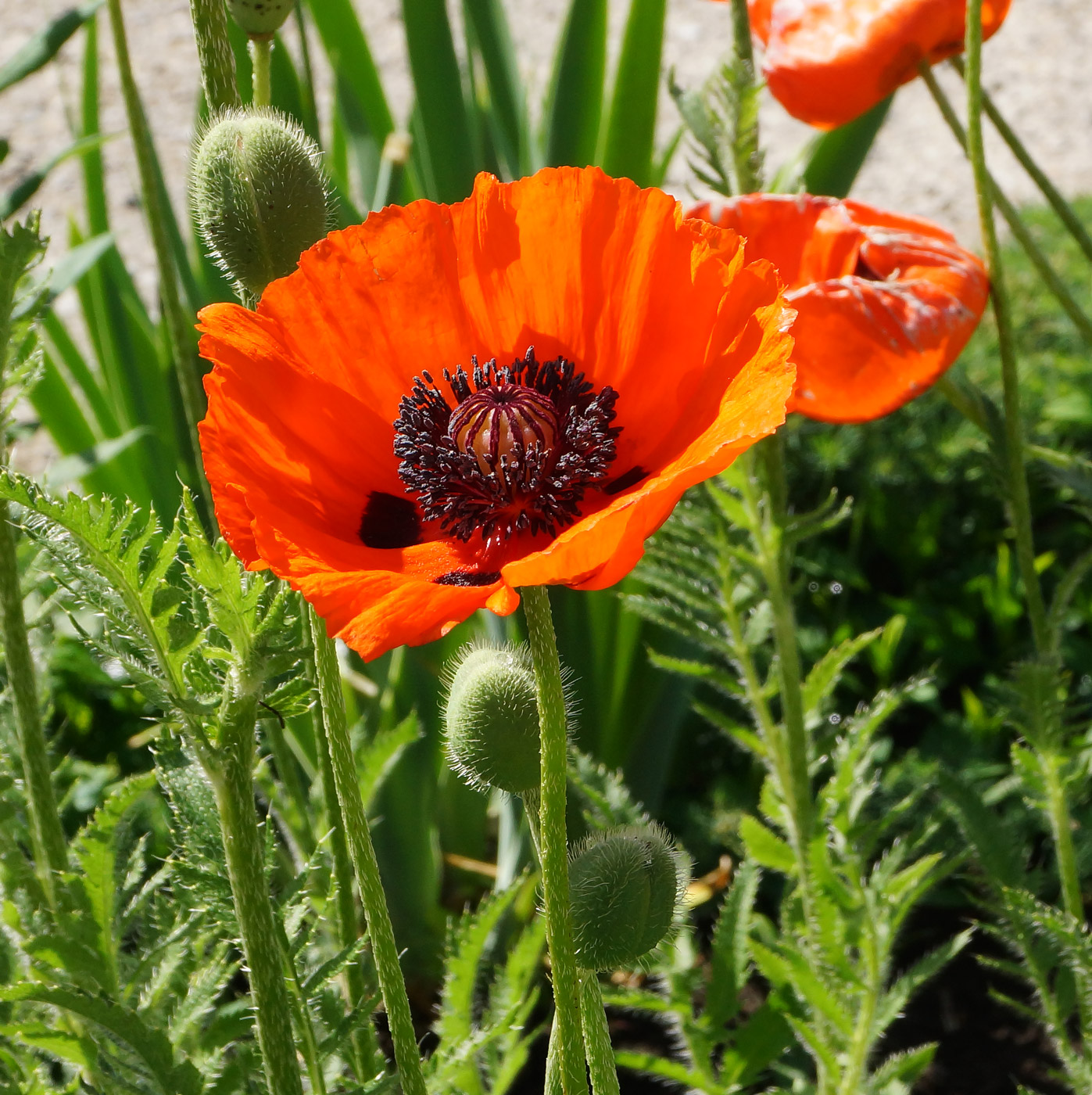 Изображение особи Papaver orientale.