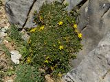 Hypericum trichocaulon