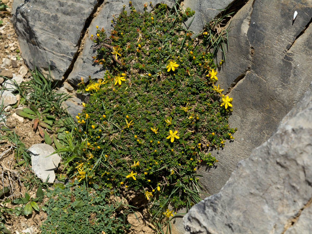 Image of Hypericum trichocaulon specimen.