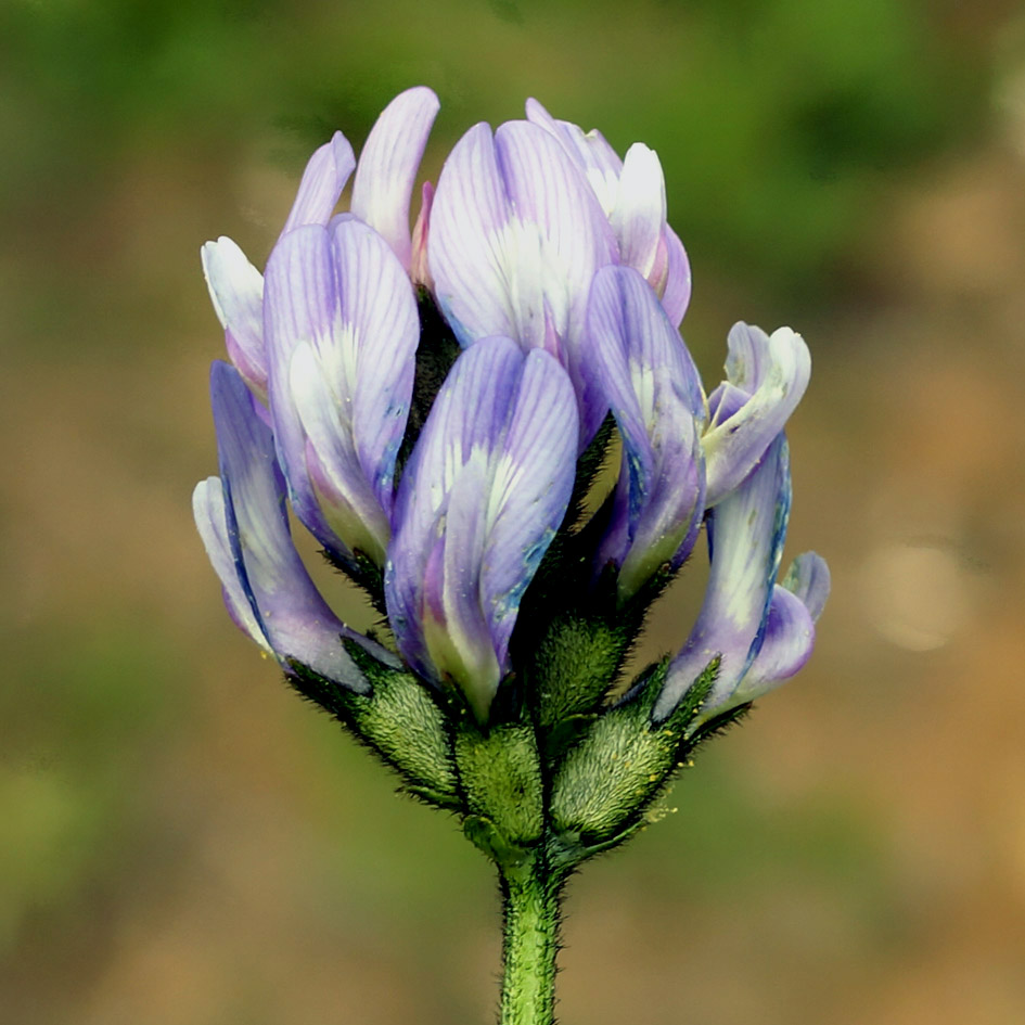 Изображение особи Astragalus agrestis.