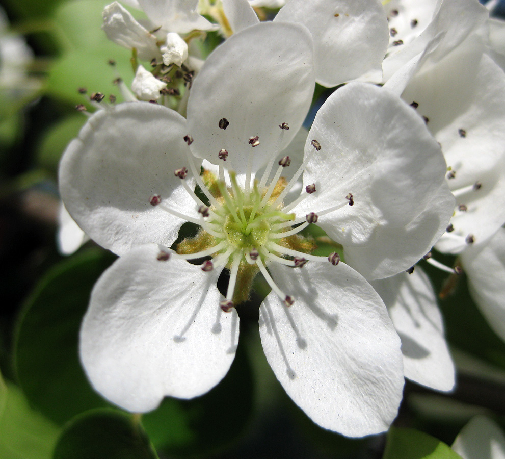 Image of Pyrus communis specimen.