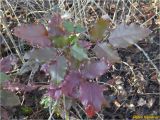 Mahonia aquifolium. Верхушка растения в осенней окраске. Украина, г. Николаев, Заводской р-н, парк \"Лески\", среди лиственных насаждений. 28.12.2017.