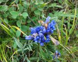 Gentiana decumbens. Цветущее растение. Рудный Алтай, Черный узел, Казахстан.