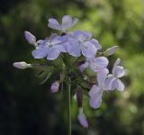 Saponaria officinalis