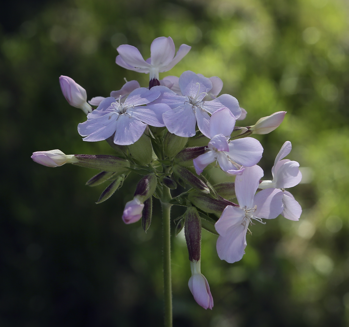 Image of Saponaria officinalis specimen.