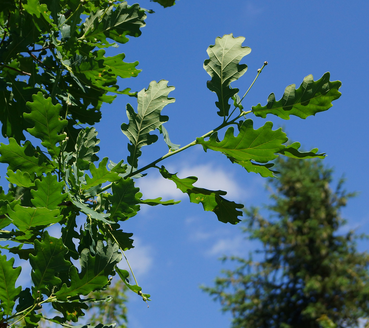 Изображение особи Quercus robur.