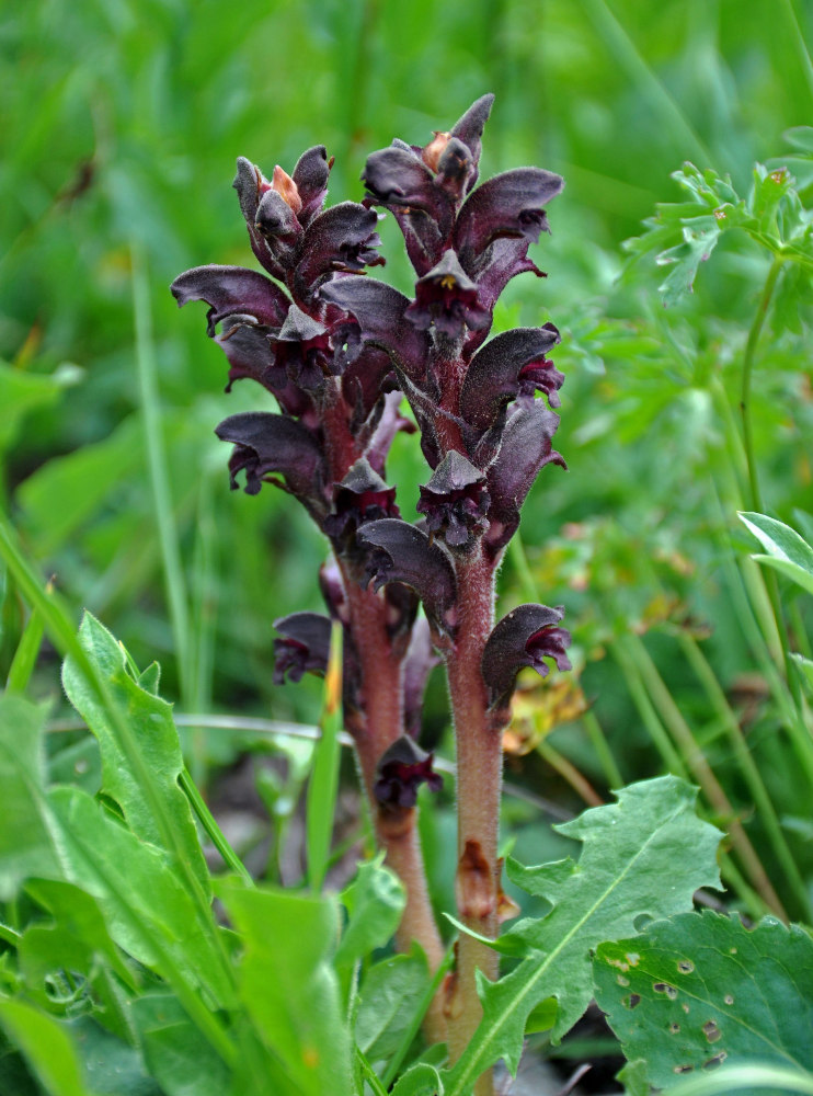 Image of Orobanche gamosepala specimen.