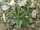 Potentilla nivea