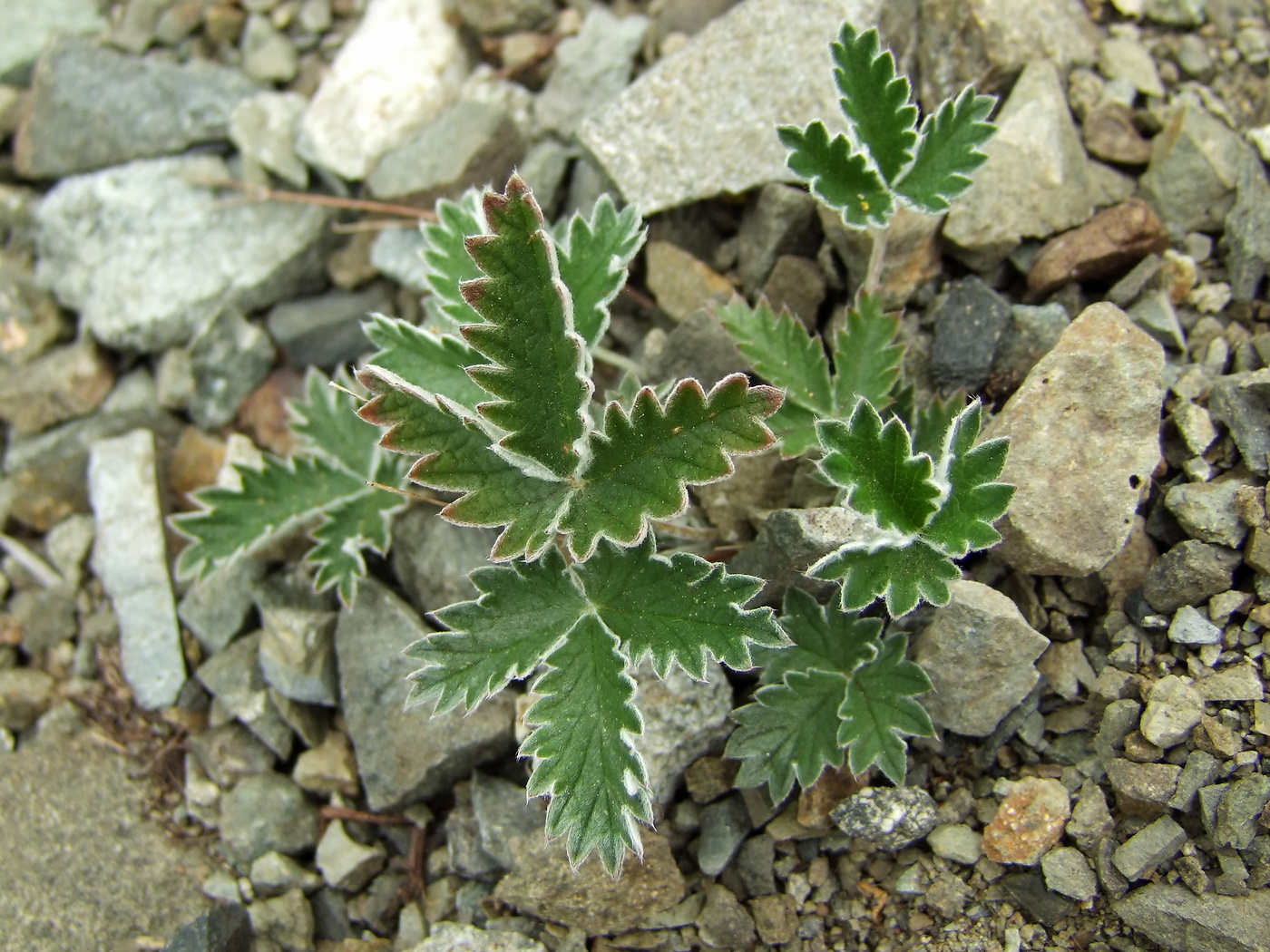 Изображение особи Potentilla nivea.