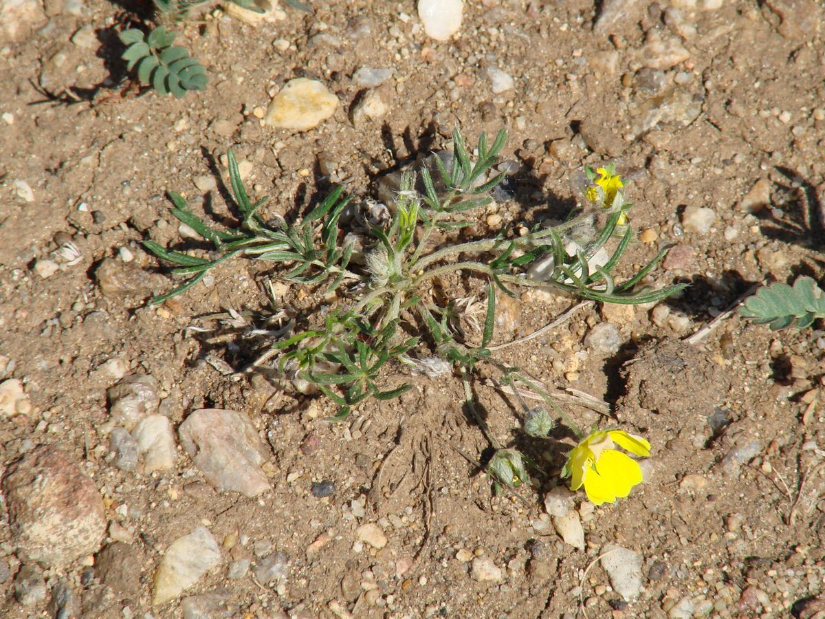 Image of genus Potentilla specimen.