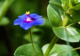 Anagallis arvensis