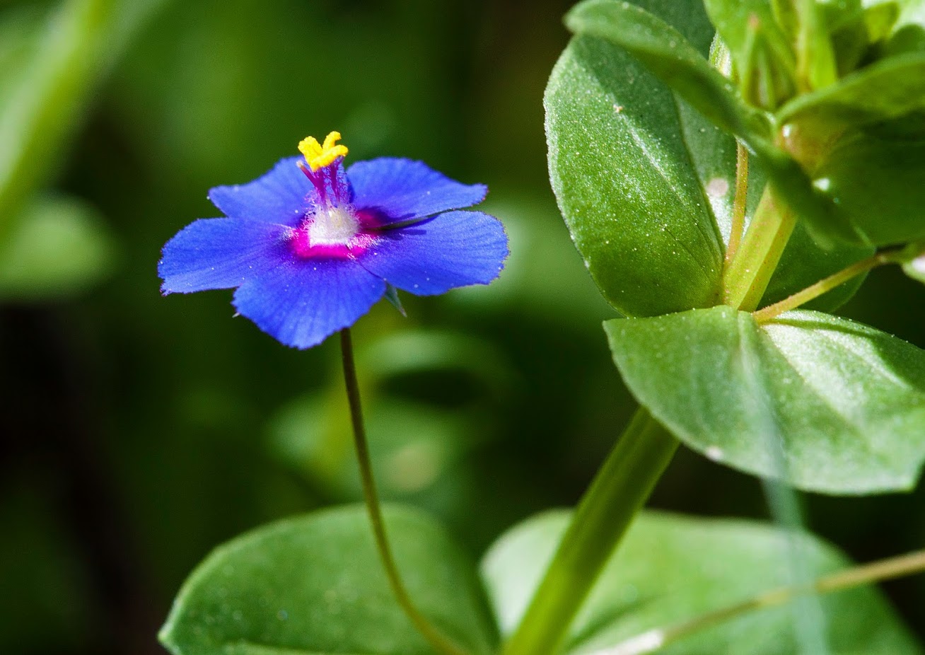 Изображение особи Anagallis arvensis.