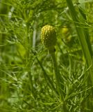 Adonis vernalis. Завязавшийся плод и листья. Башкортостан, долина р. Юрюзань ниже г. Усть-Катав, склон Жеребчикова гребня, разреженный смешанный лес. 11 июня 2017 г.