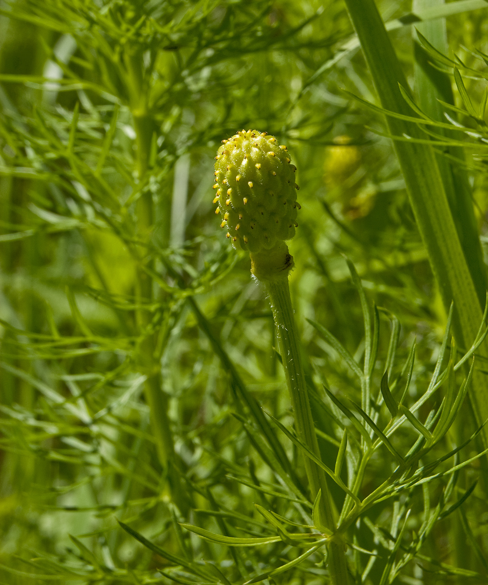 Изображение особи Adonis vernalis.