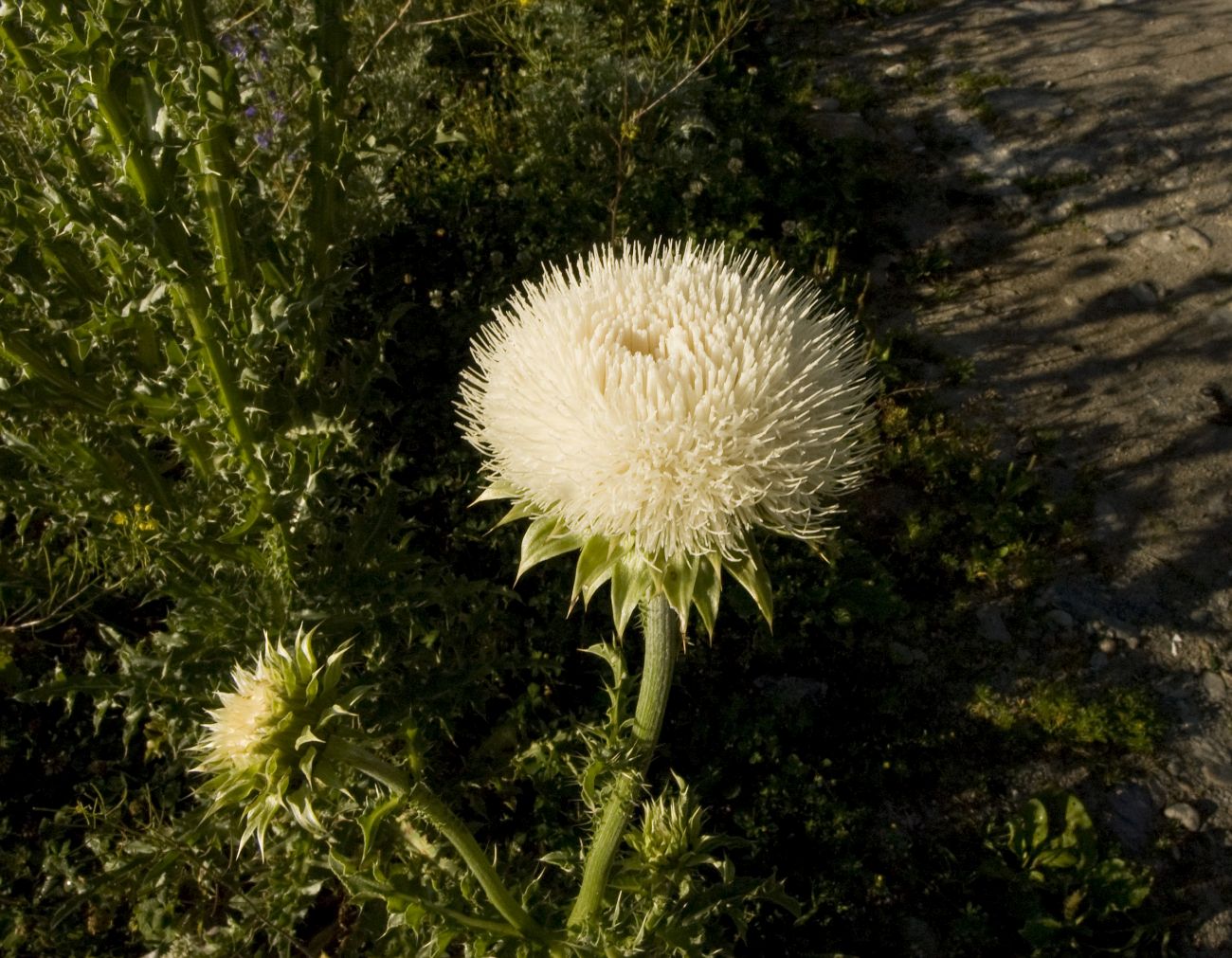 Image of Carduus thoermeri specimen.