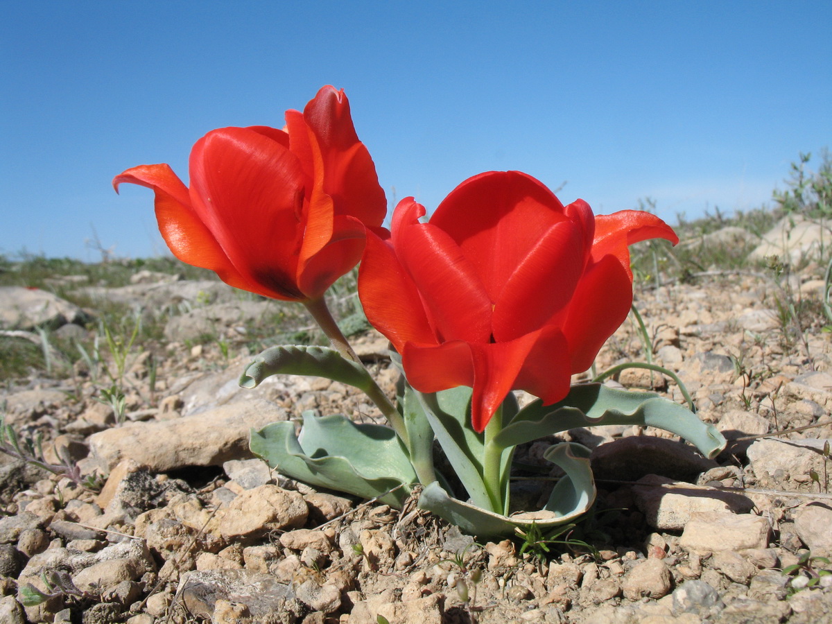 Image of Tulipa alberti specimen.