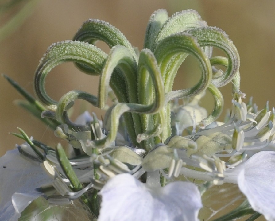 Изображение особи Nigella arvensis.