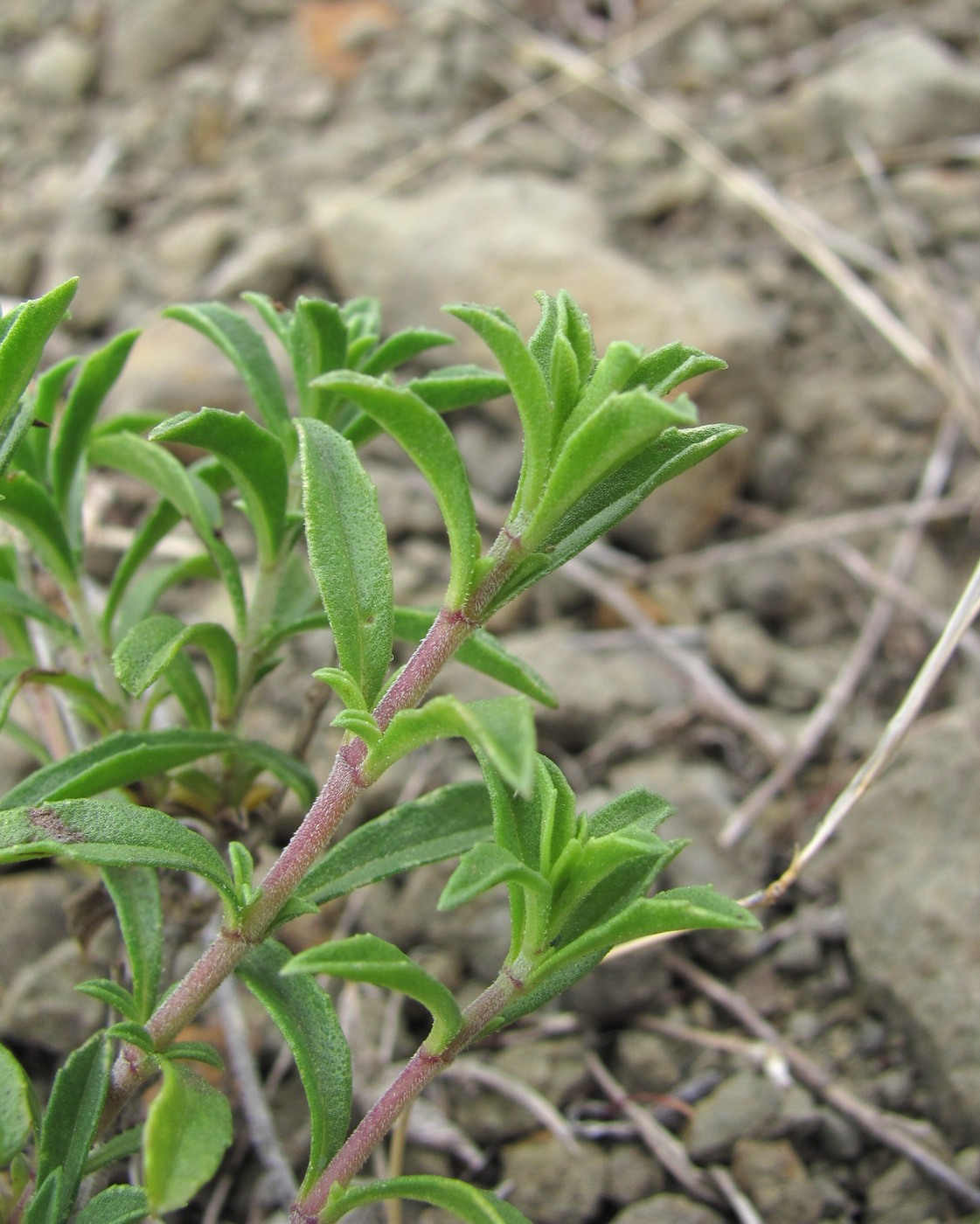 Image of Satureja subdentata specimen.