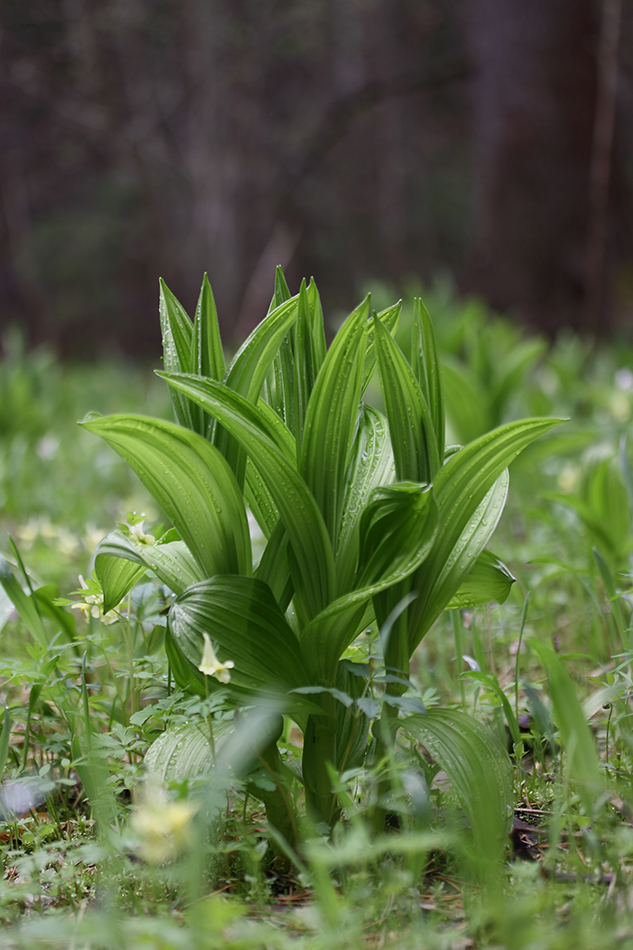 Изображение особи Veratrum lobelianum.