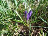 Crocus vernus