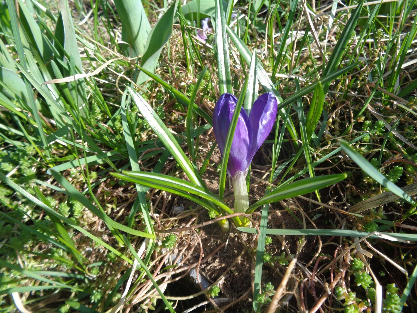 Image of Crocus vernus specimen.