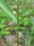 Achnatherum virescens