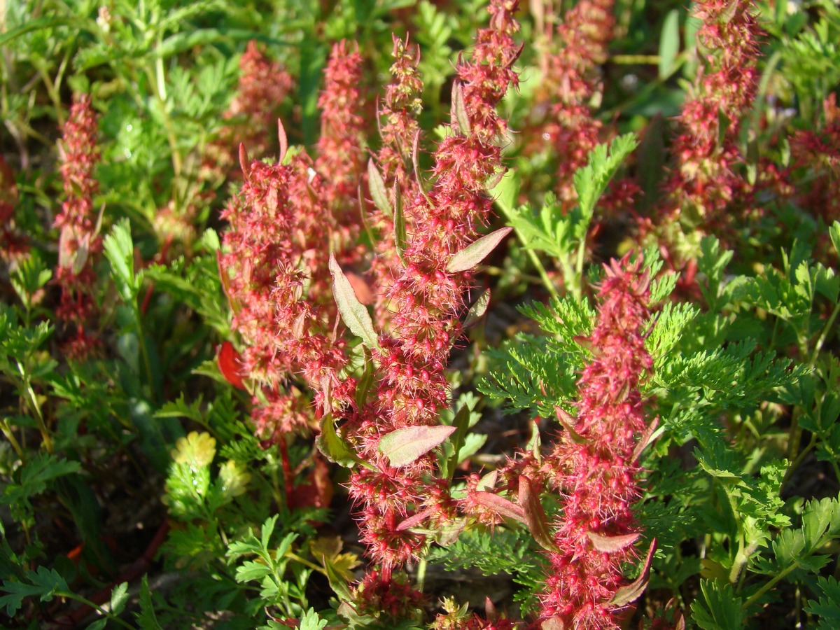 Изображение особи Rumex marschallianus.