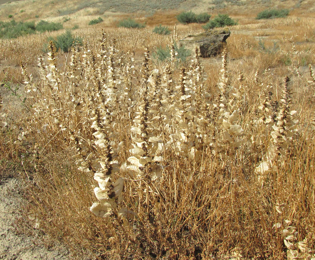 Image of Spinacia tetrandra specimen.