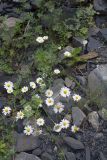 genus Pyrethrum