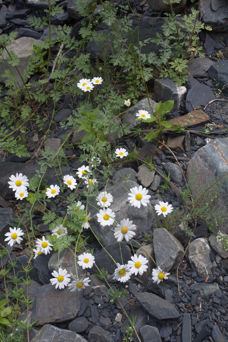 Image of genus Pyrethrum specimen.