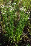 Erigeron podolicus
