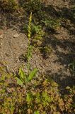 Verbascum nigrum. Цветущее растение (на переднем плане побеги Rubus caesius L.). Пермский край, Суксунский р-н, окр. дер. Берёзовка, долина р. Сылва, каменистая осыпь под прибрежным скальником. 19 августа 2018 г.