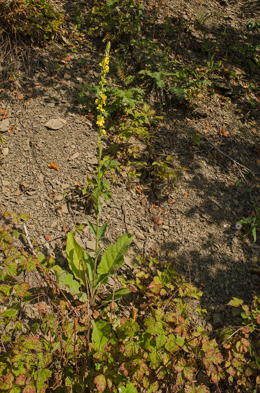 Image of Verbascum nigrum specimen.