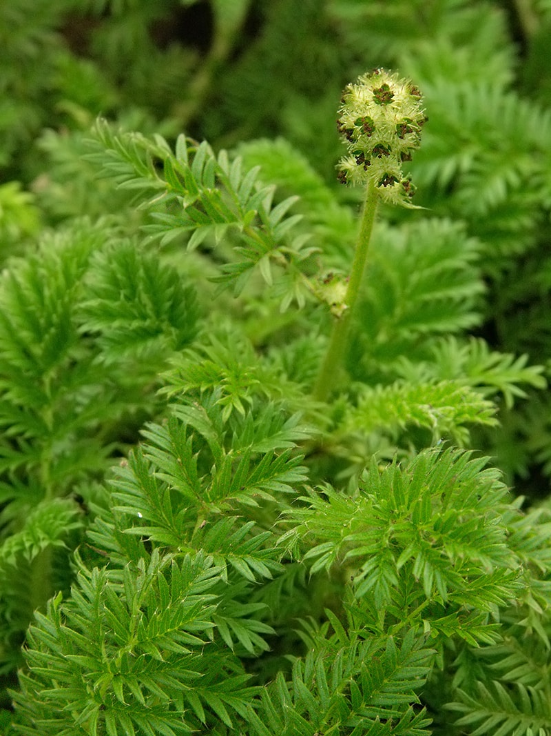 Изображение особи Acaena pinnatifida.