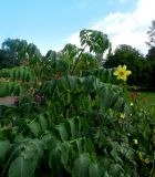 Dahlia imperialis. Верхушка вегетирующего растения (в сравнении с цветущей D. bipinnata). Латвия, Рига, Ботанический сад Латвийского университета, георгинарий, экспозиция видовых георгин. 02.09.2018.