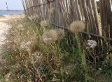 Tragopogon australis