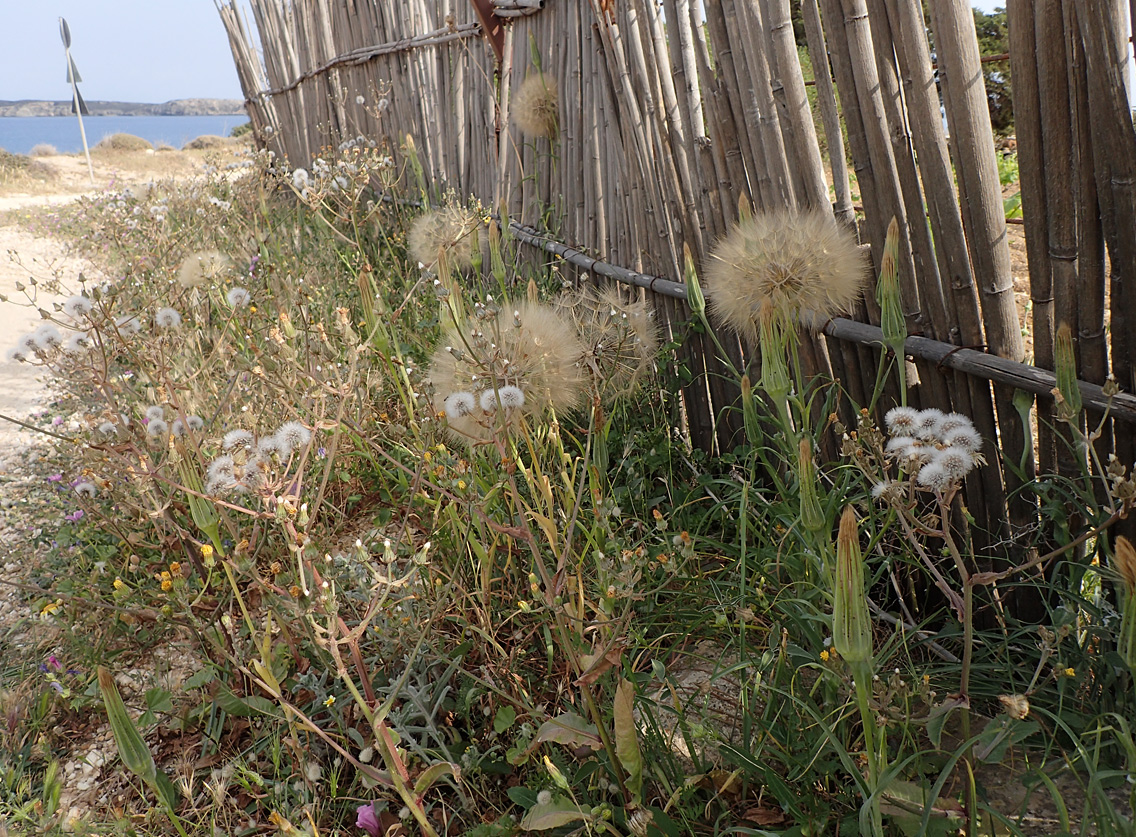 Изображение особи Tragopogon australis.