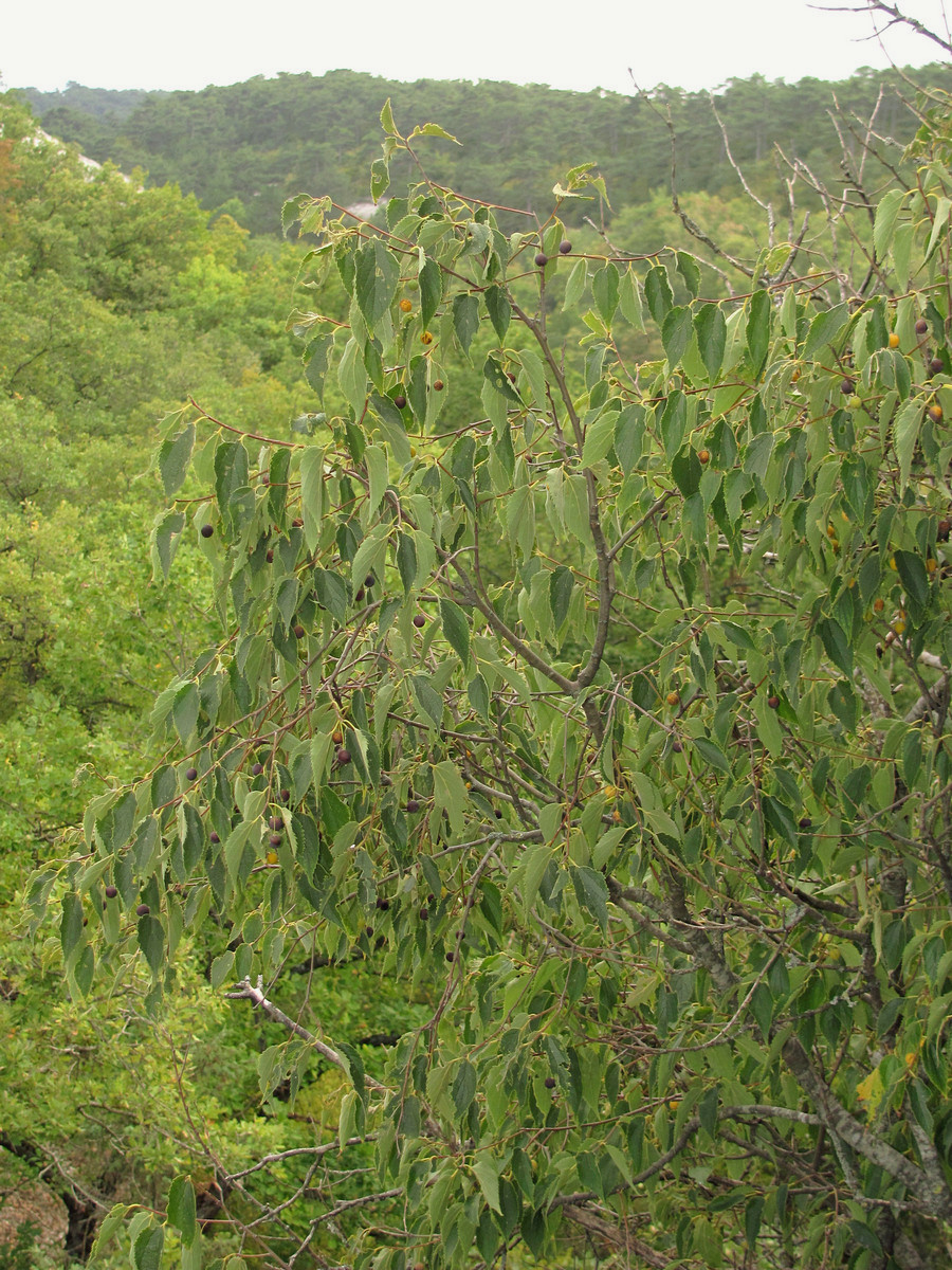 Изображение особи Celtis australis.