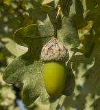 Quercus robur. Жёлудь. Краснодарский край, Крымский р-н, долина р. Шибик, отдельно стоящее дерево на опушке леса. 22.09.2018.