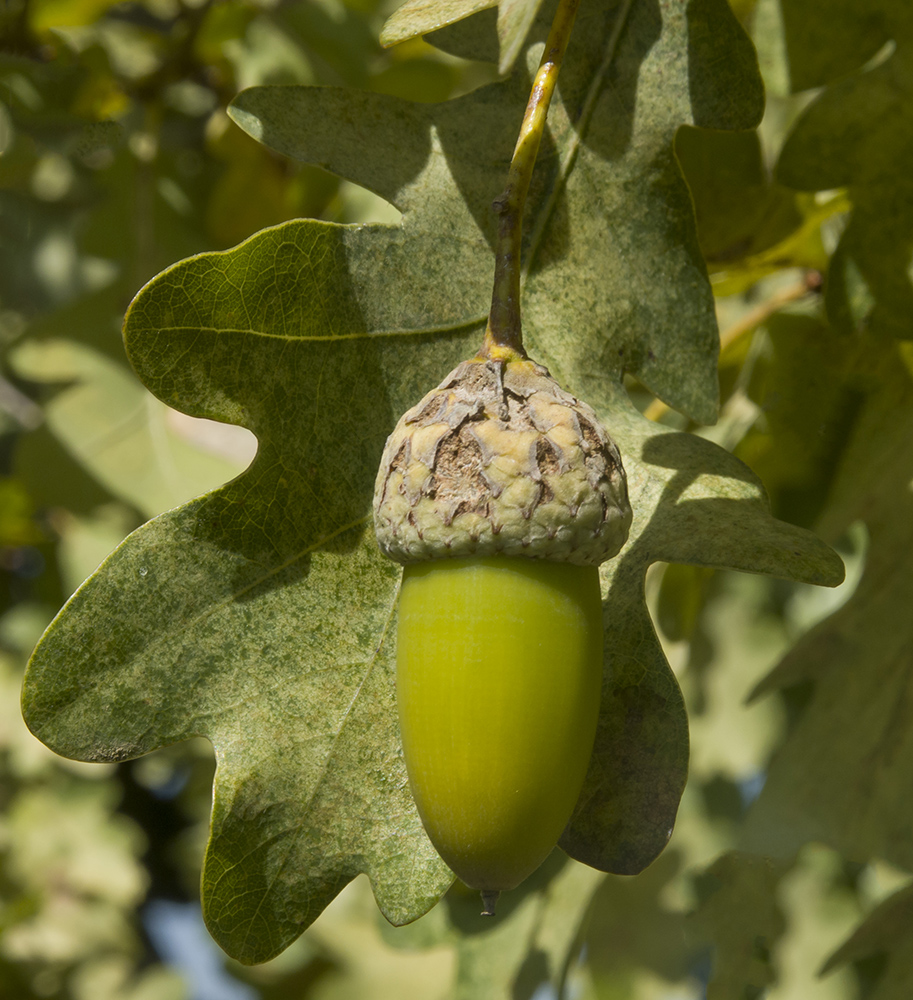 Изображение особи Quercus robur.