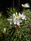 Ledum palustre