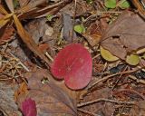 Asarum europaeum. Лист в осенней раскраске. Московская обл., Одинцовский р-н, Звенигородская биостанция МГУ, в смешанном лесу на склоне надпойменной террасы. 20.10.2018.