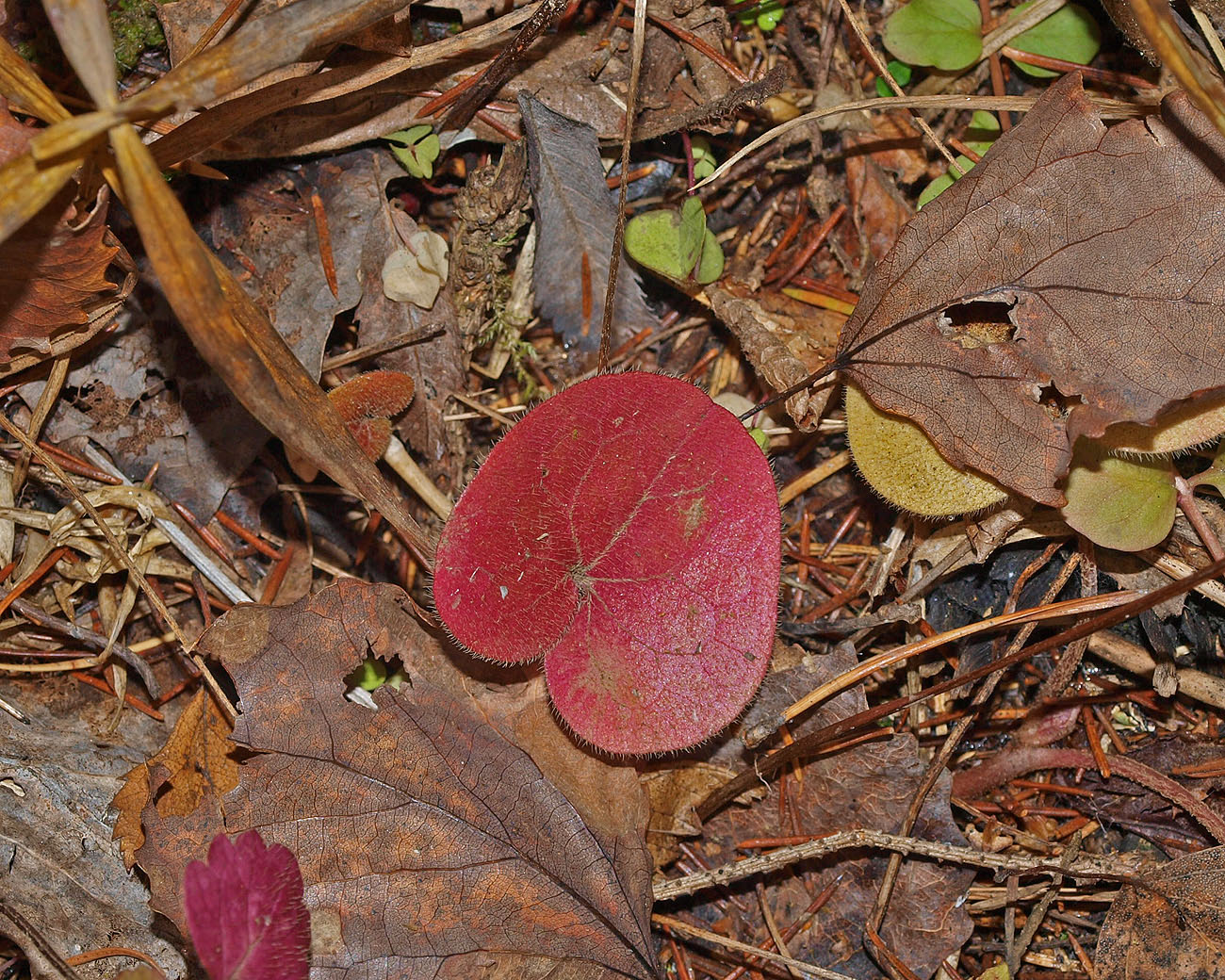 Image of Asarum europaeum specimen.