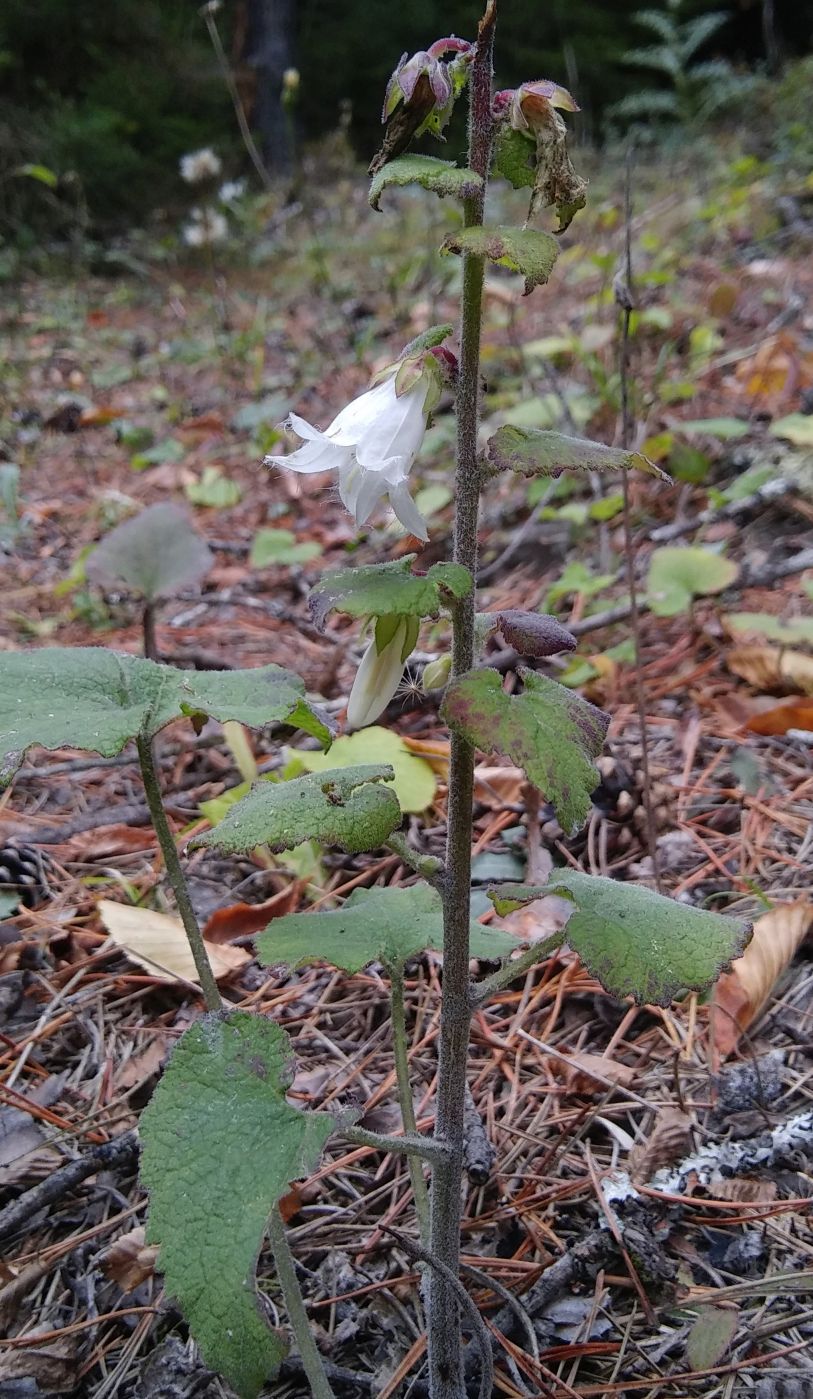 Изображение особи род Campanula.