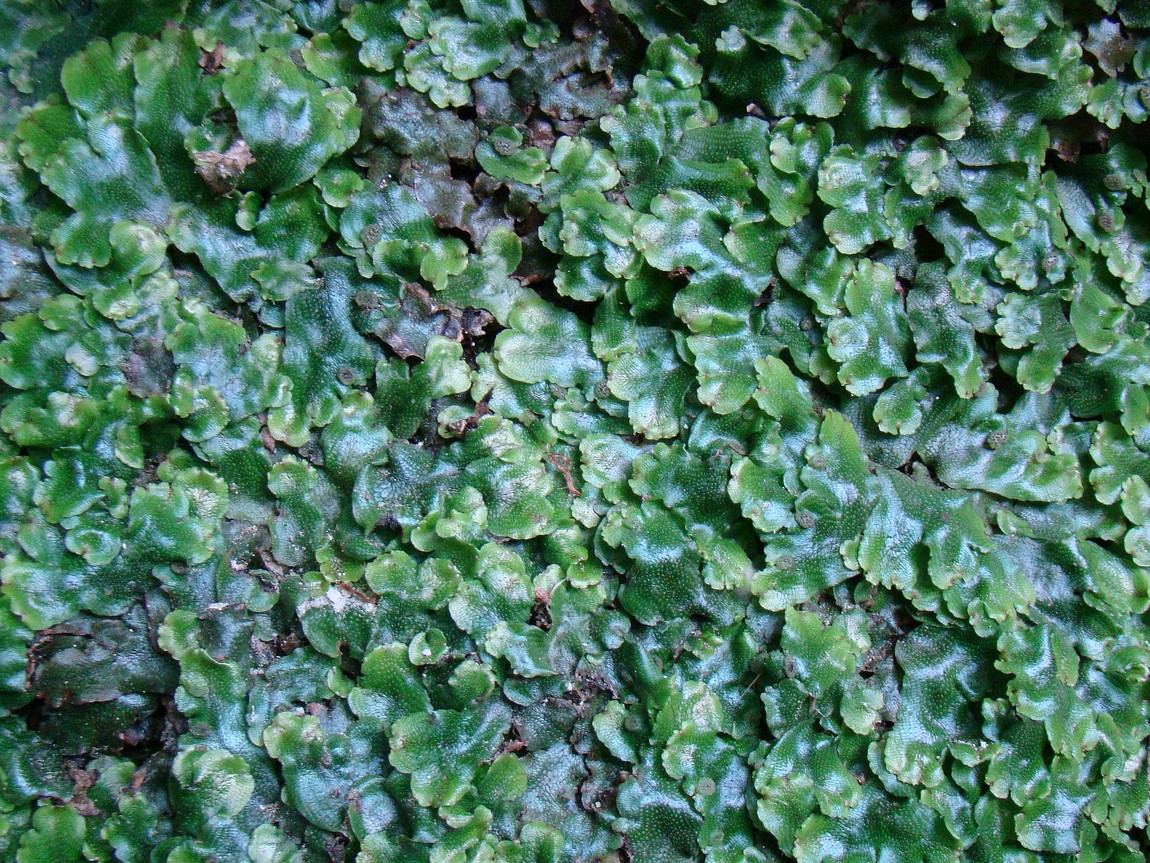 Image of Conocephalum conicum specimen.