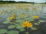 Nymphoides peltata