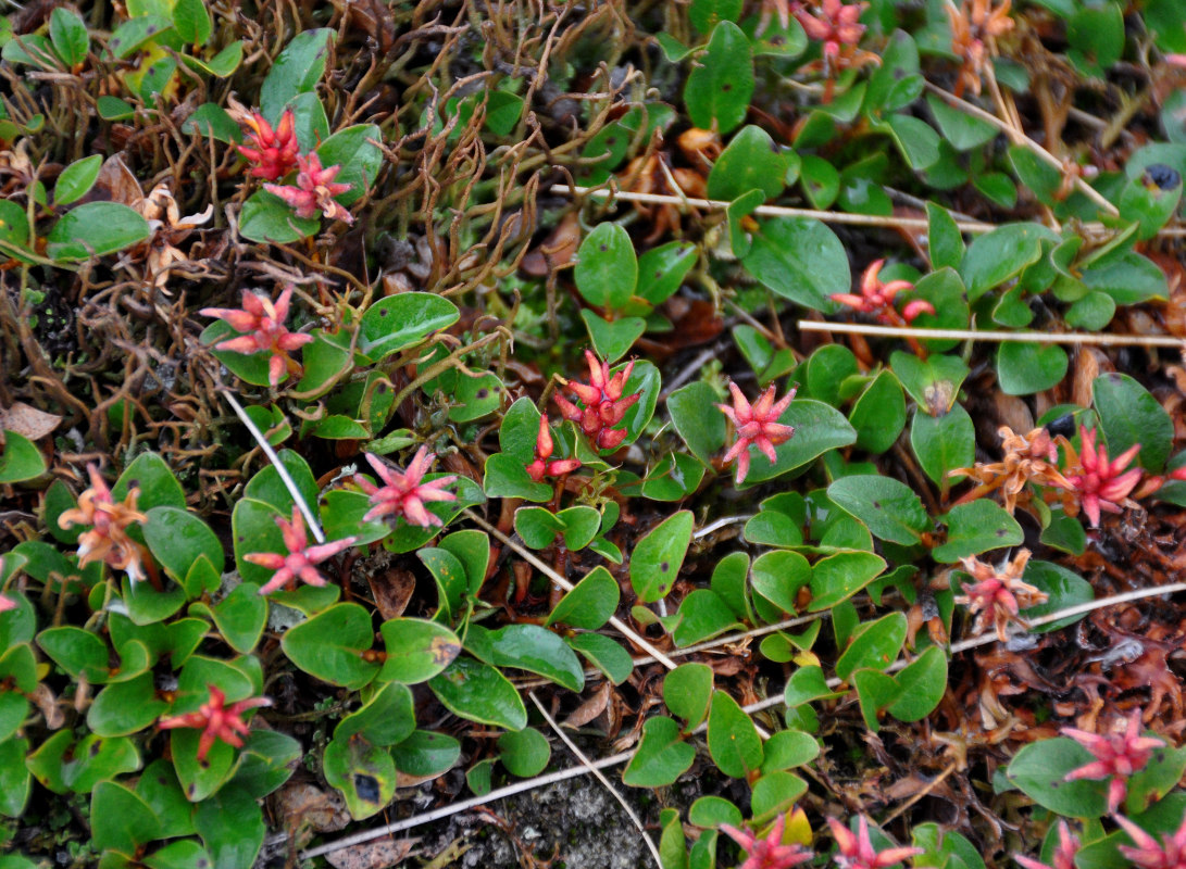 Image of Salix polaris specimen.