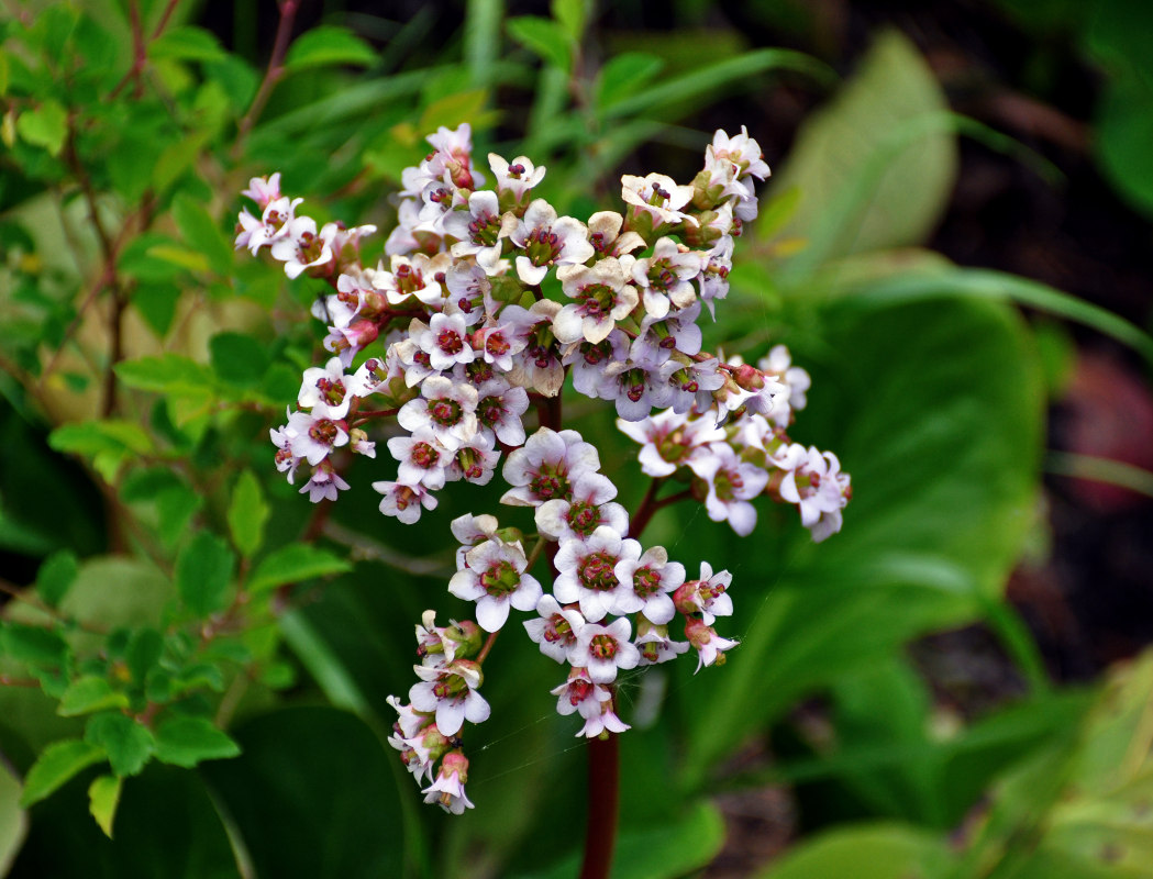 Image of Bergenia crassifolia specimen.